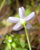 Image of Siberian springbeauty