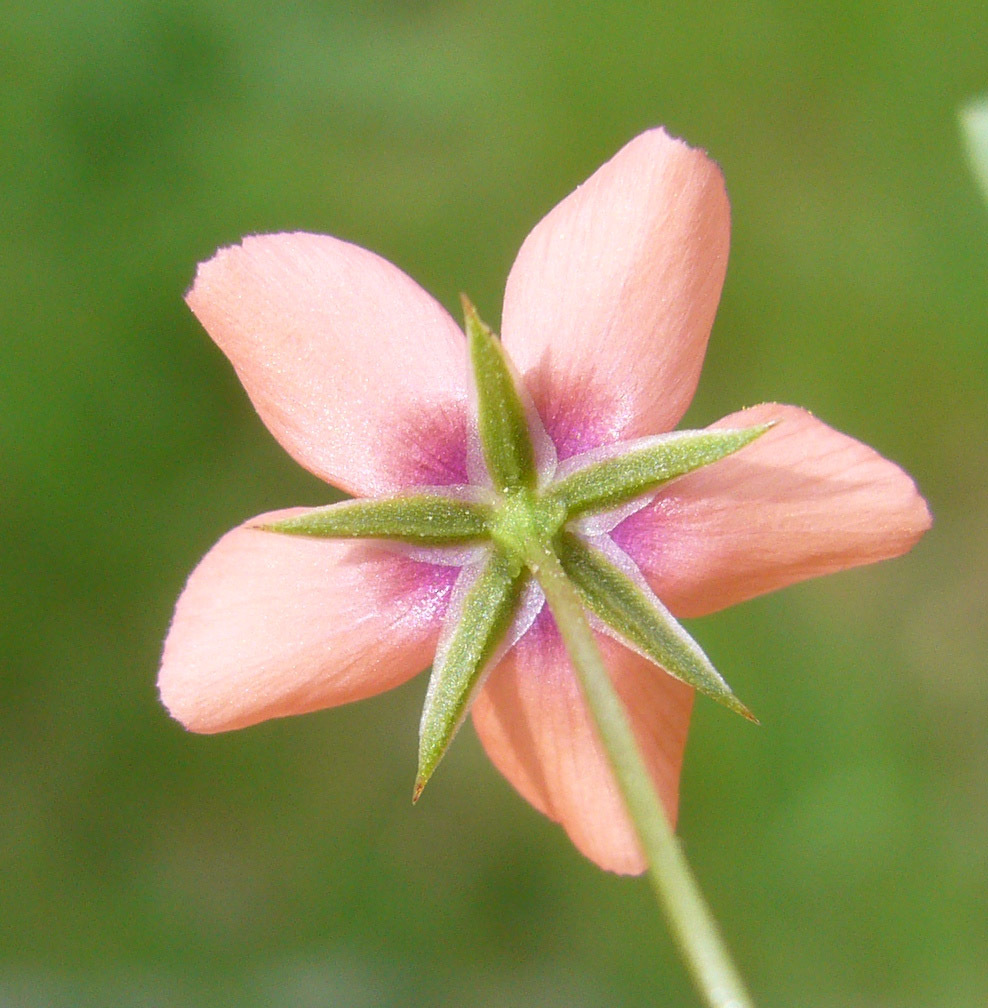 Lysimachia arvensis (L.) U. Manns & Anderb. resmi