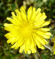 Image of Italian hawksbeard