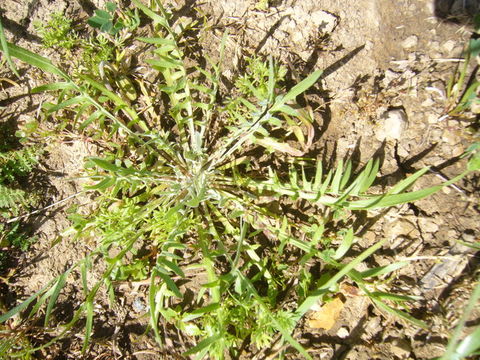 Imagem de Microseris elegans Greene ex A. Gray