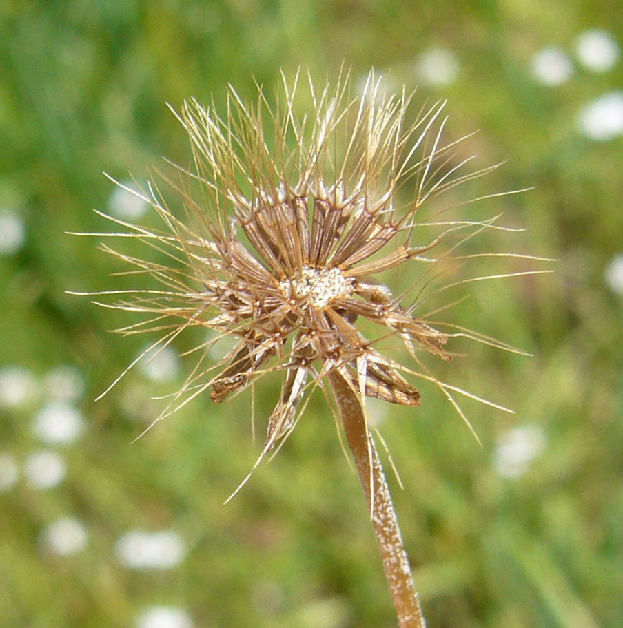 Image of elegant silverpuffs