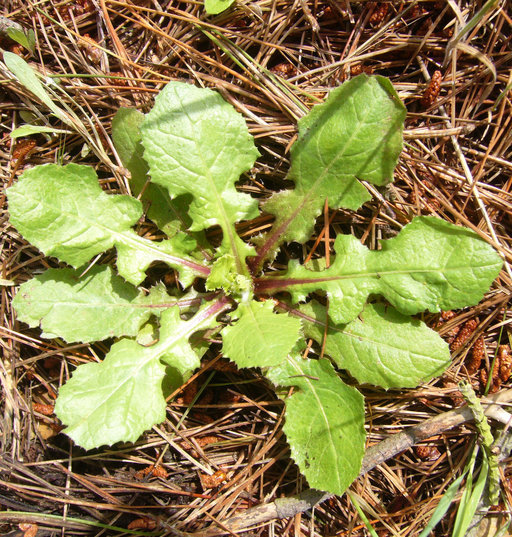 Image of prickly golden-fleece