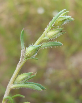 Image of fringed redmaids