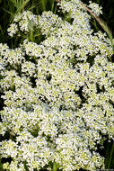 Image of hoary cress
