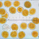 Plancia ëd Uromyces