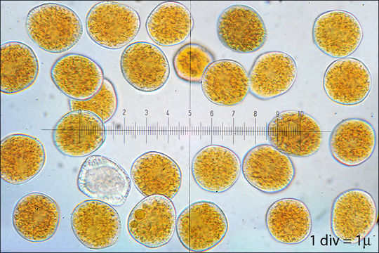 Image of Uromyces pisi-sativi (Pers.) Liro 1908