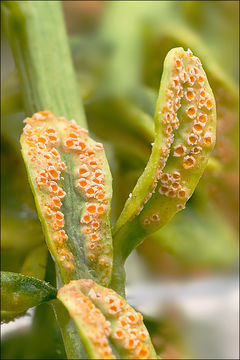 Image of Uromyces pisi-sativi (Pers.) Liro 1908