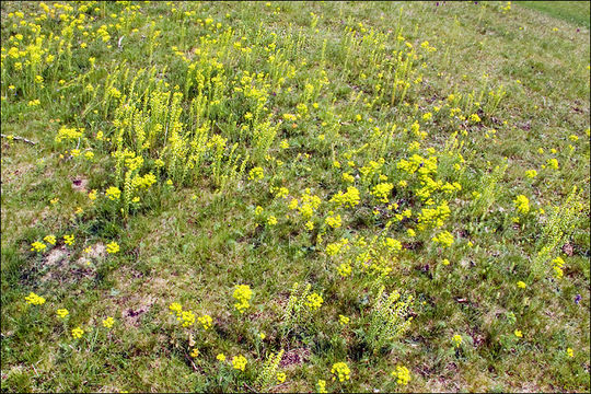 Plancia ëd Uromyces pisi-sativi (Pers.) Liro 1908