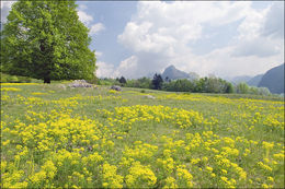 Plancia ëd Uromyces pisi-sativi (Pers.) Liro 1908