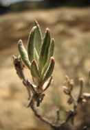 Image of Butterworth's buckwheat