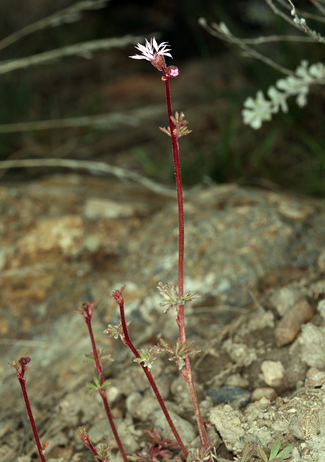 Image de Lithophragma glabrum Nutt. ex Torr. & Gray