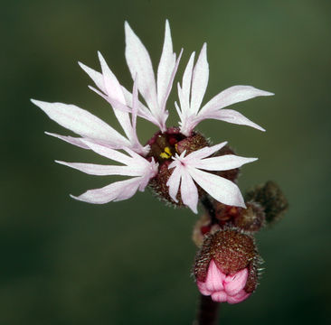 Image of bulbous woodland-star