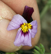 Image of Beckwith's violet