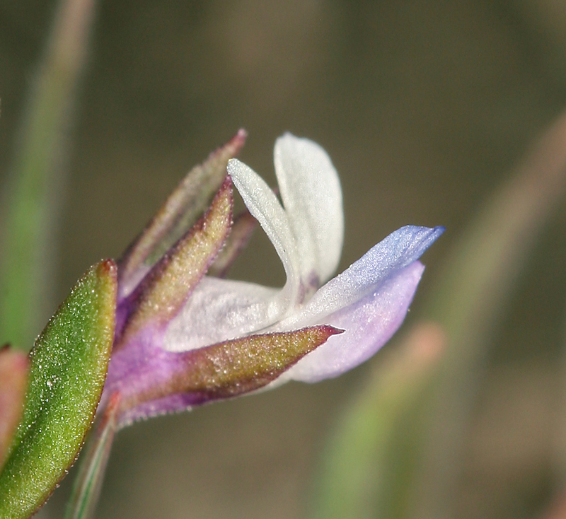 Image of maiden blue eyed Mary