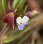 Image of maiden blue eyed Mary