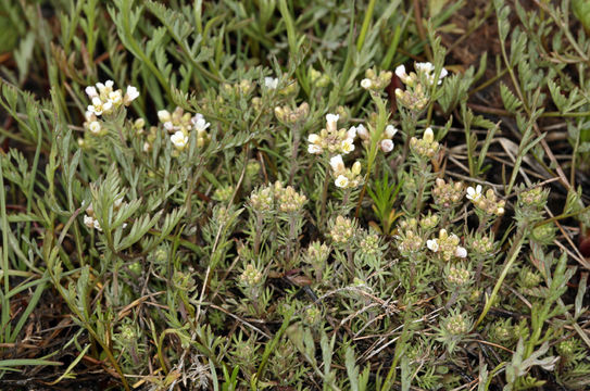 صورة Polyctenium fremontii (S. Watson) Greene