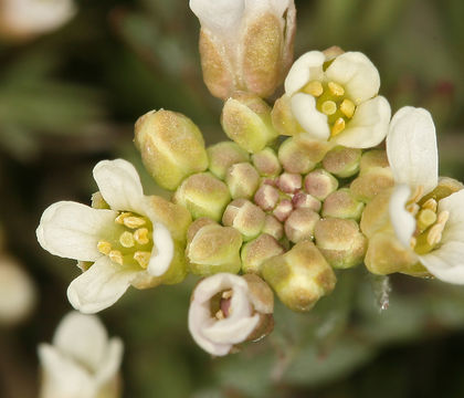 Imagem de Polyctenium fremontii (S. Watson) Greene