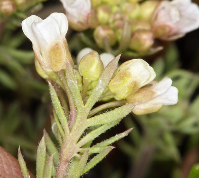 Imagem de Polyctenium fremontii (S. Watson) Greene