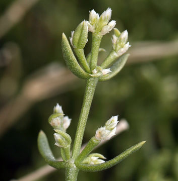 Image of Rixford's rockwort