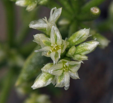 Image of Rixford's rockwort