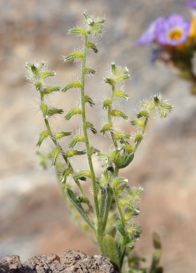 صورة Cryptantha recurvata Coville