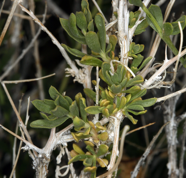 Imagem de Acamptopappus shockleyi A. Gray