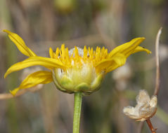 Imagem de Acamptopappus shockleyi A. Gray