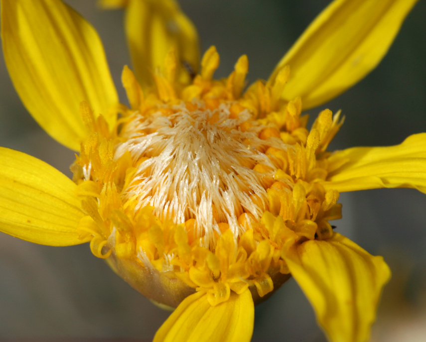 صورة Acamptopappus shockleyi A. Gray