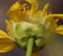 Imagem de Acamptopappus shockleyi A. Gray