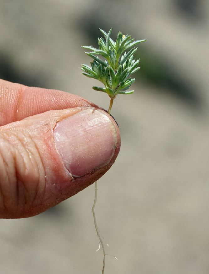 Image of sanddune linanthus