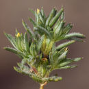 Image of sanddune linanthus