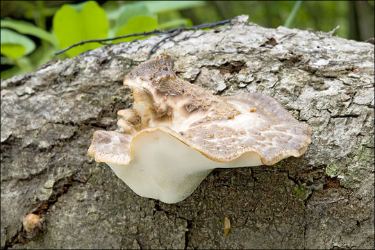 Image de Polypore écailleux