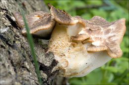 Image de Polypore écailleux