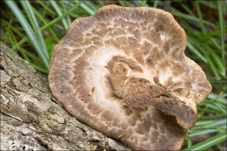 Image de Polypore écailleux