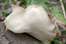 Image de Polypore écailleux