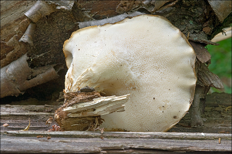 Image de Polypore écailleux