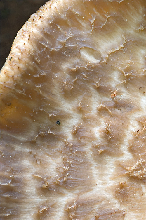 Image de Polypore écailleux