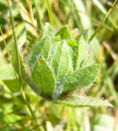 صورة Wyethia angustifolia (DC.) Nutt.