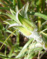 Imagem de Agoseris grandiflora (Nutt.) Greene