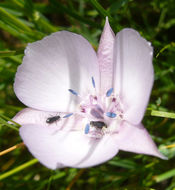 Image de Calochortus umbellatus Alph. Wood