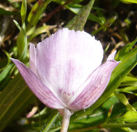 Image de Calochortus umbellatus Alph. Wood