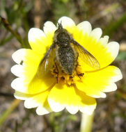 Image of coastal tidytips