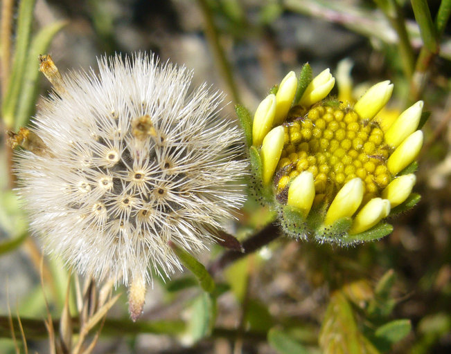 Image of coastal tidytips