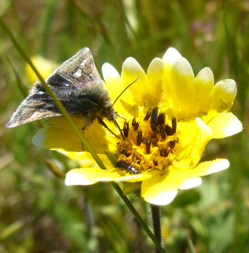 Image of coastal tidytips