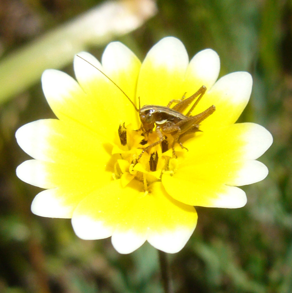 Image of coastal tidytips