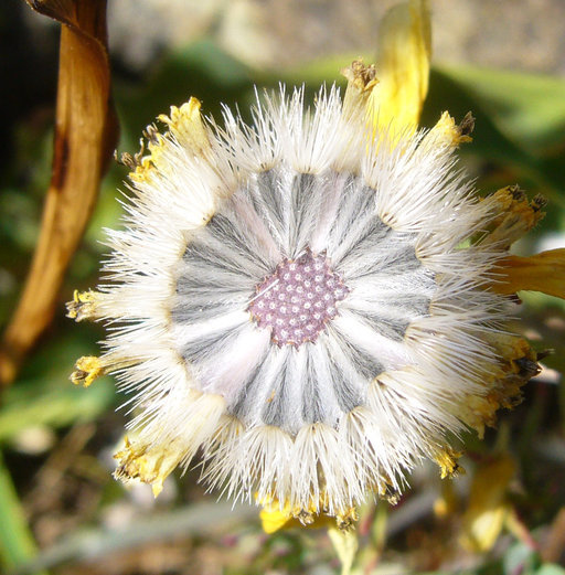 Image of coastal tidytips