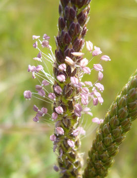 Image of buckhorn plantain