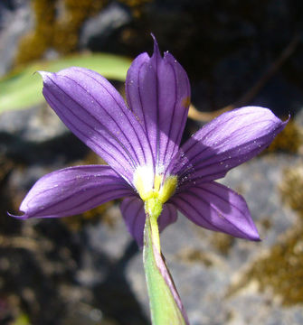 Image of western blue-eyed grass