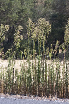 Image of Canadian Horseweed