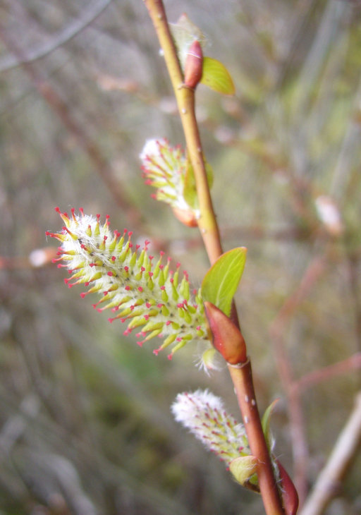 Imagem de Salix prolixa Anderss.